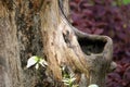 Close up old tree stumps with purple leaves background,.. Tree bark texture background Royalty Free Stock Photo