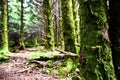 Old Tree Trunk Heavily Covered in Moss with a Sunlit Path Leading Beyond the Background