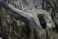 Close-up of an old tree trunk with moss and lichen Royalty Free Stock Photo