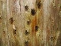 Close-up of an old tree trunk with numerous holes traces of bark beetle and woodpecker as a natural background on a Sunny day