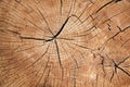 Close-up of old tree trunk section. Wood structure. Concentric rings. Royalty Free Stock Photo