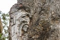 Close-up of an old tree wound with shelf mushrooms on bark and blurred foliage in background Royalty Free Stock Photo