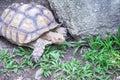 Old turtle  crawling on green grass background Royalty Free Stock Photo