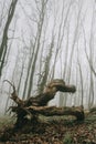 Close-up of the old uprooted tree with rest of bark and fallen leaves and green grass in the background in the dark foggy forest Royalty Free Stock Photo