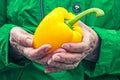 Close-up of old womans hand holding a yellow bell pepper Royalty Free Stock Photo