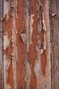 Close up of a Old wood, Brown