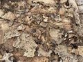 Old wood texture with natural patterns Royalty Free Stock Photo