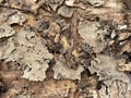Old wood texture with natural patterns Royalty Free Stock Photo