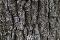 Close up Old Wood Tree Texture Background Pattern Royalty Free Stock Photo