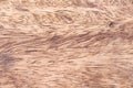 Old wood  wall texture with wave patterns nature for brown background Royalty Free Stock Photo