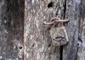 Close up of an old wooden door, with an antique padlock, rusty and dirty, with spider webs, antique texture, selective focus and Royalty Free Stock Photo