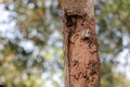 Close-up of old wooden house pillar There are traces of termites. The wooden pole looks dangerous. Should be protected from Royalty Free Stock Photo