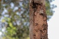 Close-up of old wooden house pillar There are traces of termites. The wooden pole looks dangerous. Should be protected from