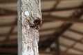 Close-up of old wooden house pillar There are traces of termites. The wooden pole looks dangerous. Should be protected from Royalty Free Stock Photo