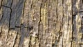 Close Up Old Wooden Textures