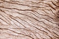 Old woodgrain texture light brown natural patterns on backdrop Royalty Free Stock Photo