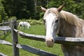 Close-up Older White Horse at Fence Royalty Free Stock Photo