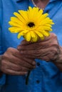 Close-up of older womans hand holding a yellow flower