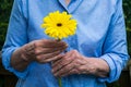 Close-up of older womans hand holding a yellow flower Royalty Free Stock Photo