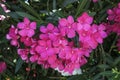 Close-up of Oleander flower. Multiple flowers. In pink