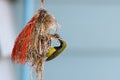 Close up Olive-backed sunbird is feeding a baby in the nest Royalty Free Stock Photo
