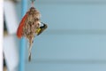 Close up Olive-backed sunbird is feeding a baby in the nest with copy space Royalty Free Stock Photo