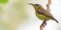 Close up Olive-Backed Sunbird Perched on Branch Isolated on Background with Copy Space Royalty Free Stock Photo