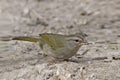 Close up of Olive Sparrow, Arremonops rufivirgatus, on the ground