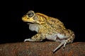 Close-up of an olive toad, South Africa Royalty Free Stock Photo