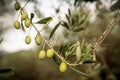 Close-up of olive tree branch