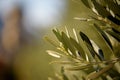 Close-Up of Olive Tree Leaves Royalty Free Stock Photo