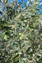 Close up of an olive tree, Olea europaea, with green olives. Algarve, Portugal Royalty Free Stock Photo