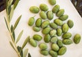 Close-up of olives with an olive branch from organic cultivation just picked.