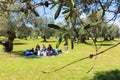 Close Up of Olives Tree Leaves on Blur Family Pic-Nic Background Royalty Free Stock Photo