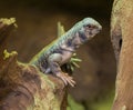 Close up on Omani spiny tailed lizard uromastyx thomasi Royalty Free Stock Photo