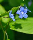 Close-up of an omphalodes verna flower Royalty Free Stock Photo