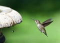 Close up on one Anna`s Hummingbird hovering near dripping bird bath Royalty Free Stock Photo