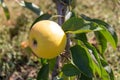 Close up of one apple on a tree branch on a summer day on a natural background. The concept of natural beauty, agriculture. Royalty Free Stock Photo