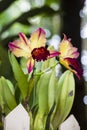 Close up of one of the beautiful Colombian orchid Royalty Free Stock Photo