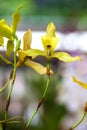 Close up of one of the beautiful Colombian orchid Royalty Free Stock Photo