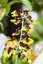 Close up of one of the beautiful Colombian orchid Royalty Free Stock Photo