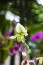Close up of one of the beautiful Colombian orchid Royalty Free Stock Photo