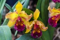 Close up of one of the beautiful Colombian orchids Royalty Free Stock Photo