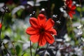 Close up of one beautiful large dark red dahlia flower in full bloom on blurred green background, photographed with soft focus in Royalty Free Stock Photo