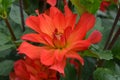 Close up of one beautiful large dark red dahlia flower in full bloom on blurred green background, photographed with soft focus in Royalty Free Stock Photo