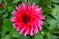 Close up of one beautiful large dark red dahlia flower in full bloom on blurred green background, photographed with soft focus in Royalty Free Stock Photo