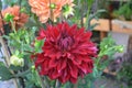 Close up of one beautiful large dark red dahlia flower in full bloom on blurred green background, photographed with soft focus in Royalty Free Stock Photo