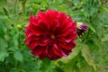 Close up of one beautiful large dark red dahlia flower in full bloom on blurred green background, photographed with soft focus in Royalty Free Stock Photo