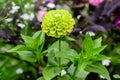 Close up of one beautiful large green zinnia flower in full bloom on blurred green background, photographed with soft focus in a g