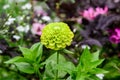 Close up of one beautiful large green zinnia flower in full bloom on blurred green background, photographed with soft focus in a